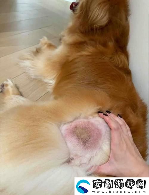 人與動物膠配方視頻