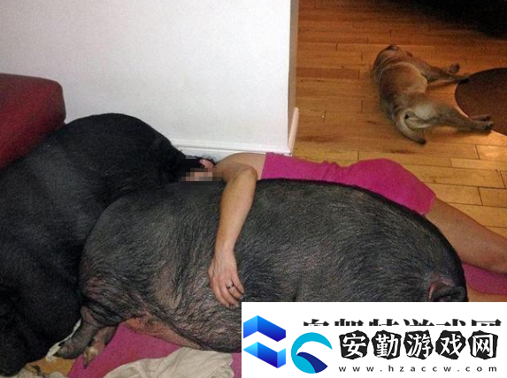 高清人和豬又細又長像鉆頭