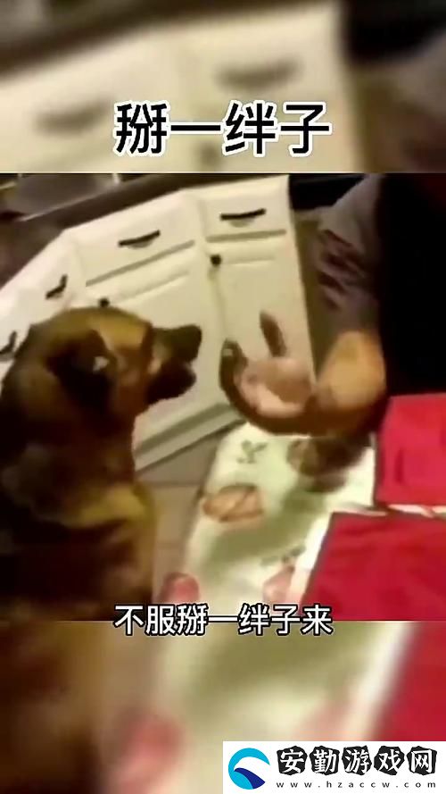 觀看人狗大戰(zhàn)2免費觀看正版帶你體驗動作與幽默的完美結合