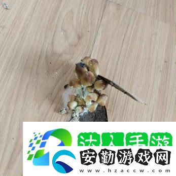 探索自然奇觀