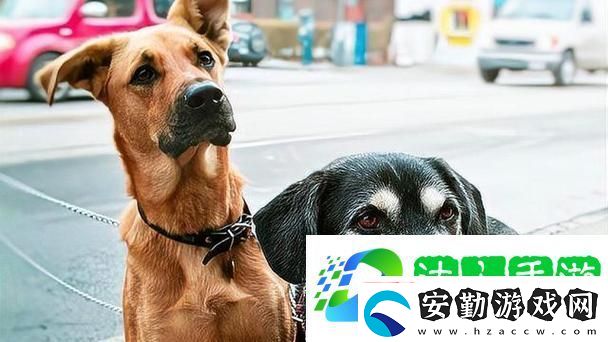 人狗大戰(zhàn)2高清正版免費(fèi)揭秘