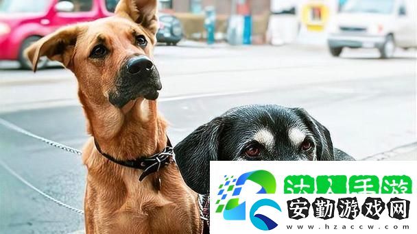 人狗大戰(zhàn)2高清正版免費(fèi)揭秘